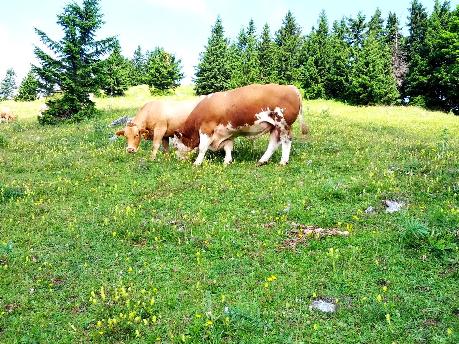 lh5.googleusercontent.com_-3v93txdvkke_ueqweimwmoi_aaaaaaaaol4_mh_d1ctbtgu_w1600-h1200-no_img_20130720_102301.jpg lh5.googleusercontent.com_-3v93txdvkke_ueqweimwmoi_aaaaaaaaol4_mh_d1ctbtgu_w1600-h1200-no_img_20130720_102301.jpg