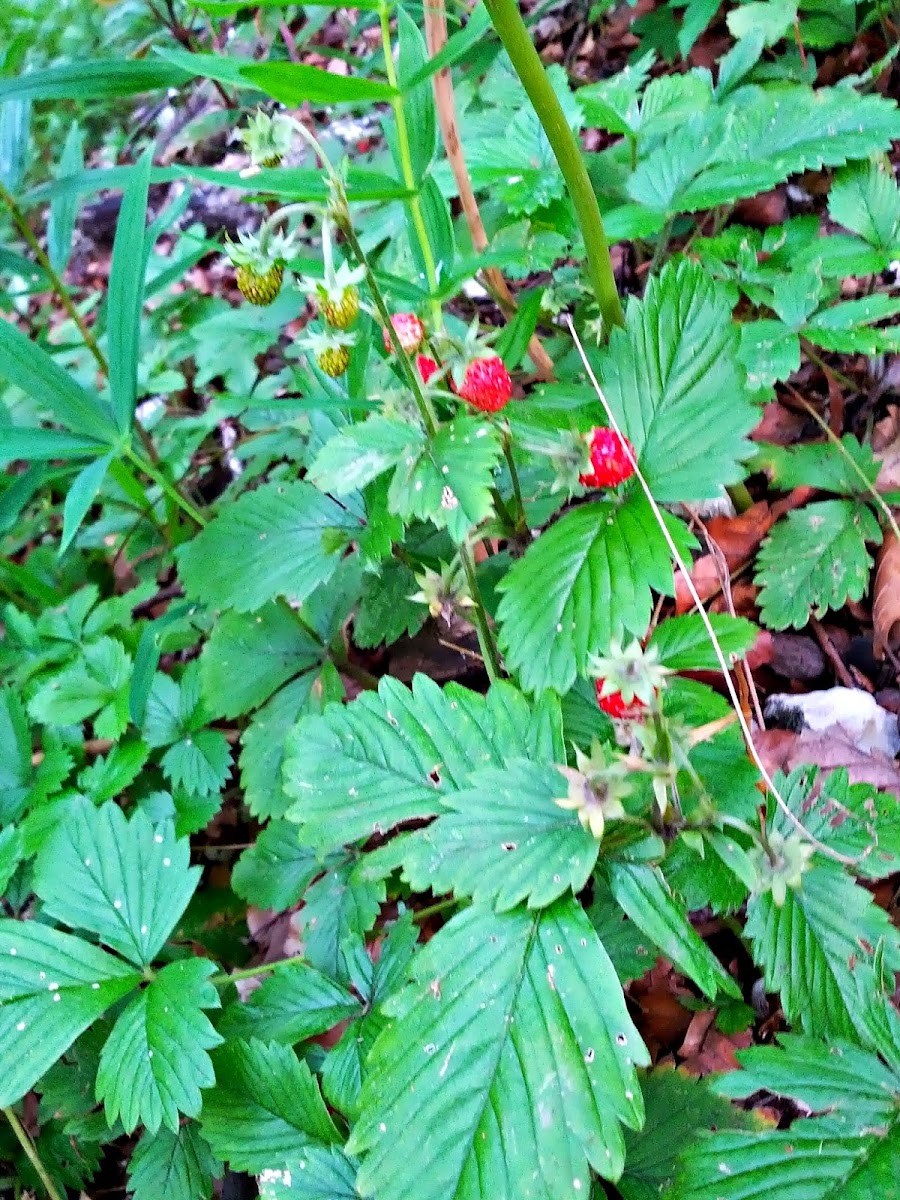 lh5.googleusercontent.com_-vnzcwkad-7w_uefbyuv6pvi_aaaaaaaaous_ye4xjyknvee_w900-h1200-no_img_20130713_074616.jpg lh5.googleusercontent.com_-vnzcwkad-7w_uefbyuv6pvi_aaaaaaaaous_ye4xjyknvee_w900-h1200-no_img_20130713_074616.jpg