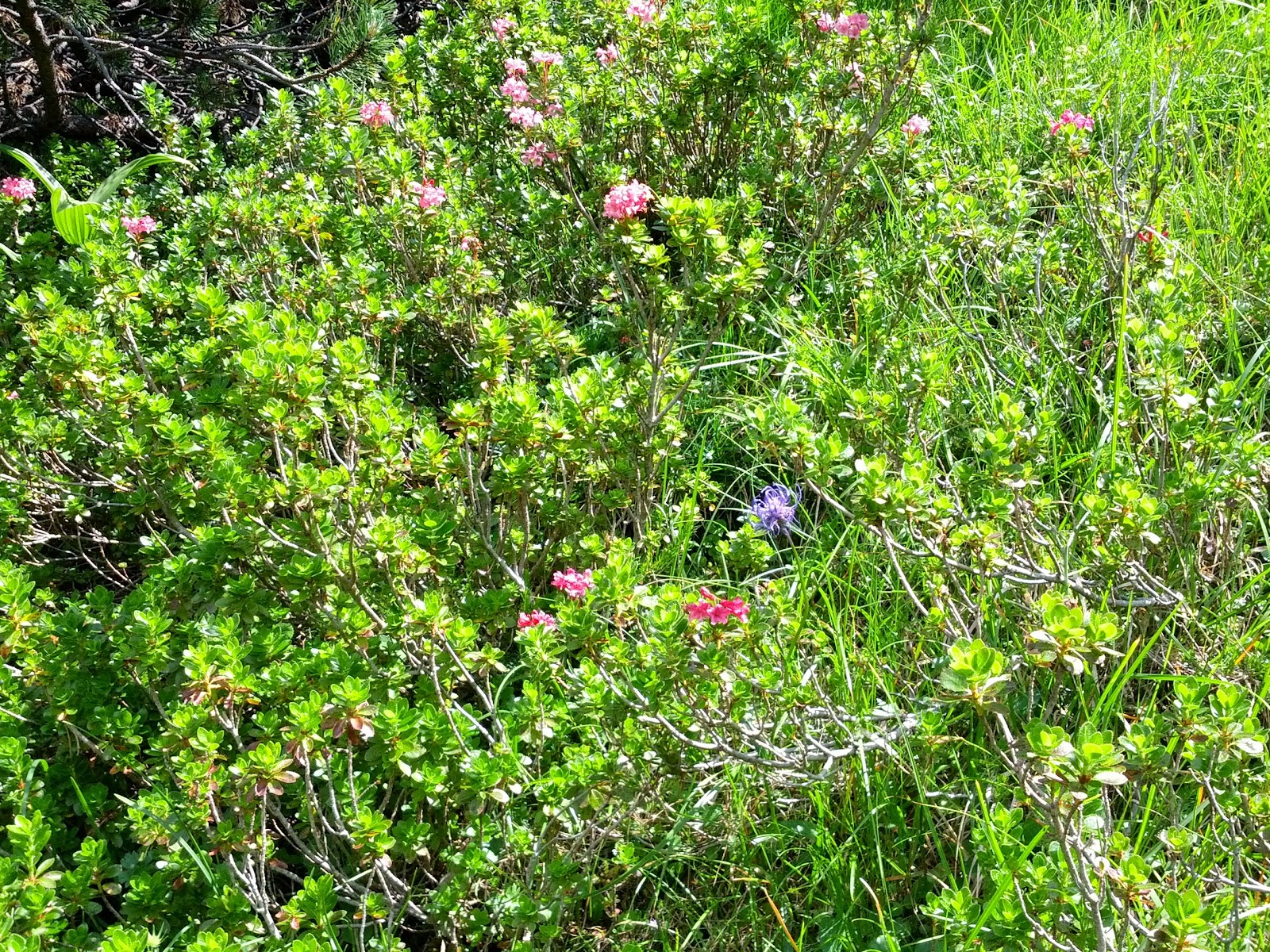 lh6.googleusercontent.com_-r0c910mwhha_ufqn-sqdwji_aaaaaaaaoss_wifansxb8_q_w1600-h1200-no_img_20130727_142025.jpg lh6.googleusercontent.com_-r0c910mwhha_ufqn-sqdwji_aaaaaaaaoss_wifansxb8_q_w1600-h1200-no_img_20130727_142025.jpg