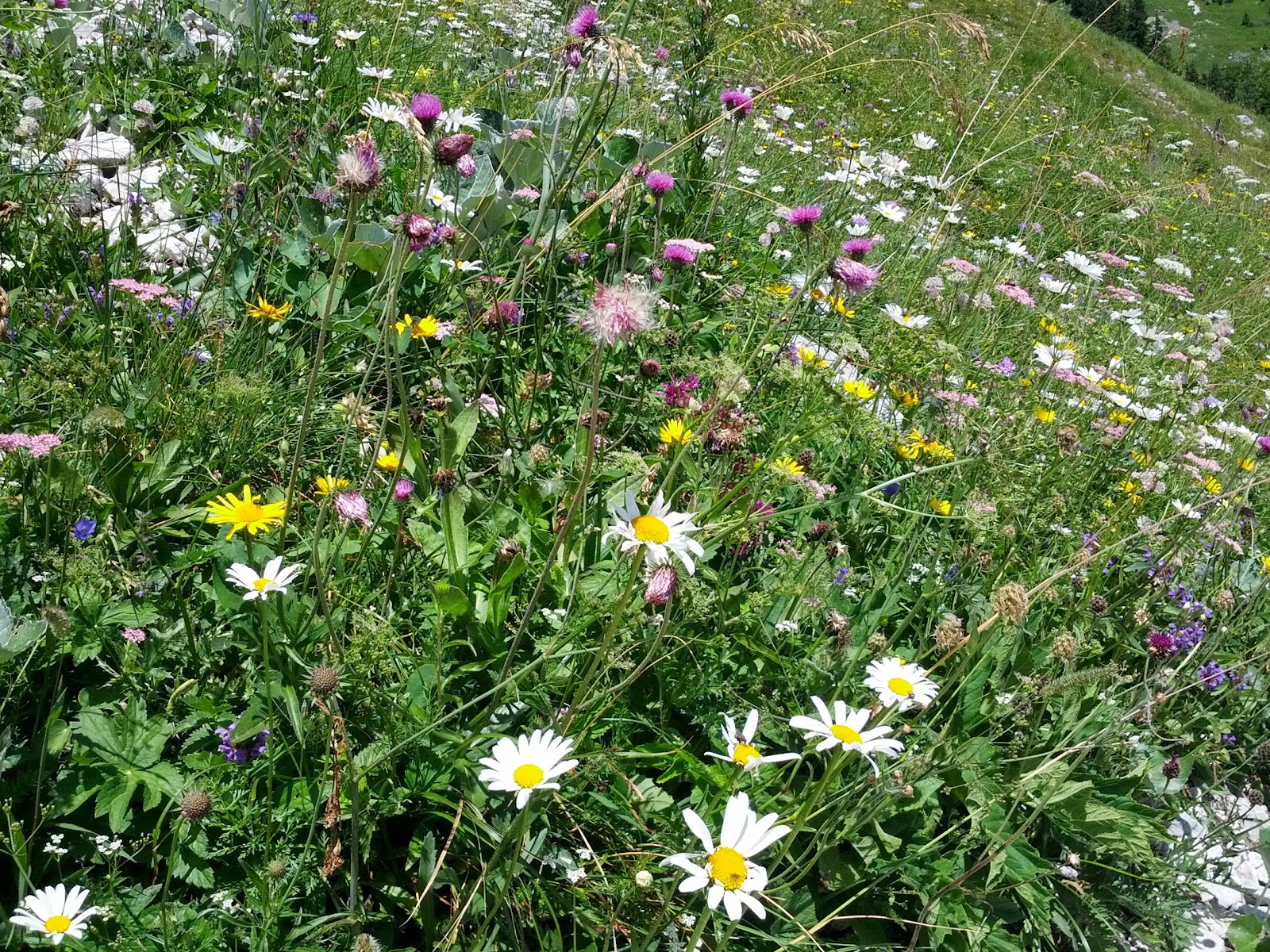 lh6.googleusercontent.com_-gttthjzpcja_ufkkq79cl2i_aaaaaaaapg4_u6weryivtoi_w1600-h1200-no_img_20130731_125734.jpg lh6.googleusercontent.com_-gttthjzpcja_ufkkq79cl2i_aaaaaaaapg4_u6weryivtoi_w1600-h1200-no_img_20130731_125734.jpg