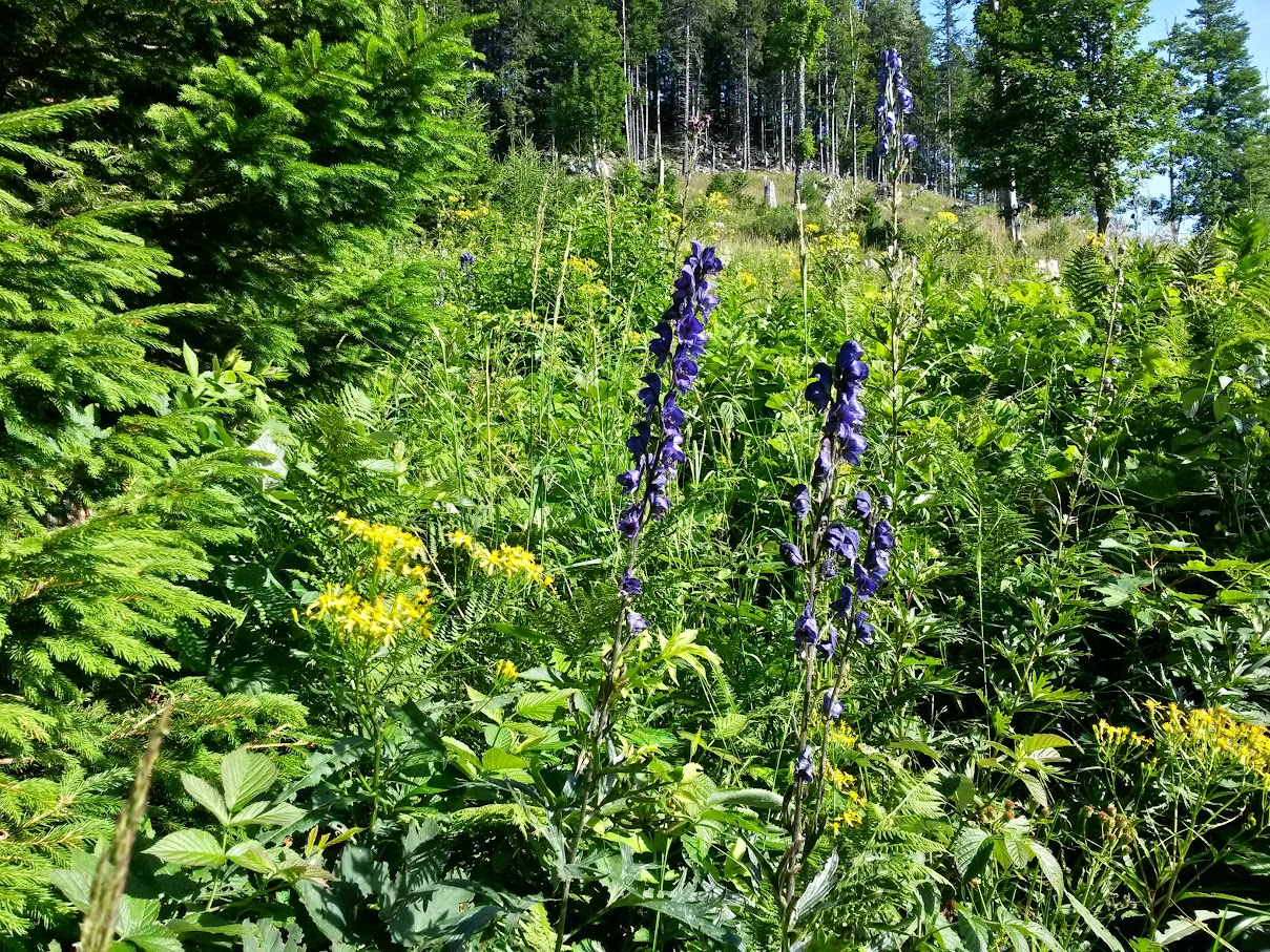 lh6.googleusercontent.com_-vp0pn9i0d7k_vbze0gnfwai_aaaaaaaam90_hdxb0ckuhke_w1209-h907-no_20150801_090939_richtone_2528hdr_2529.jpg lh6.googleusercontent.com_-vp0pn9i0d7k_vbze0gnfwai_aaaaaaaam90_hdxb0ckuhke_w1209-h907-no_20150801_090939_richtone_2528hdr_2529.jpg