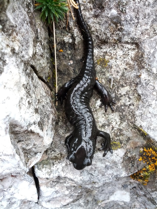 lh3.googleusercontent.com_-x6xuhiluoto_uhjnqqvtahi_aaaaaaaap3w_2kjhq85fllm_w650-h866-no_img_20130824_121915.jpg lh3.googleusercontent.com_-x6xuhiluoto_uhjnqqvtahi_aaaaaaaap3w_2kjhq85fllm_w650-h866-no_img_20130824_121915.jpg