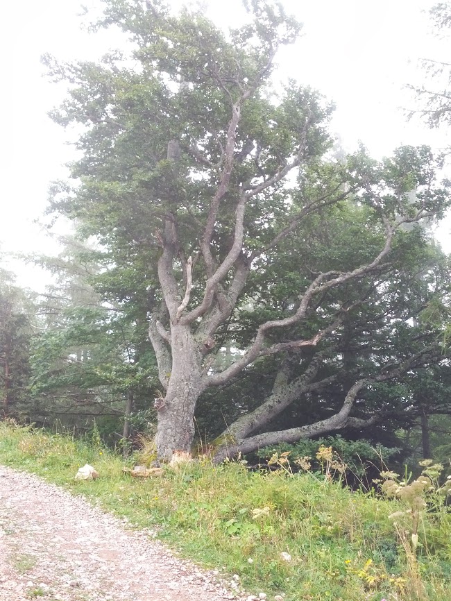 lh3.googleusercontent.com_-b2uymducvso_uhjn7z_fsni_aaaaaaaap5k_dkxxsf2d8wg_w650-h866-no_img_20130824_133725.jpg lh3.googleusercontent.com_-b2uymducvso_uhjn7z_fsni_aaaaaaaap5k_dkxxsf2d8wg_w650-h866-no_img_20130824_133725.jpg