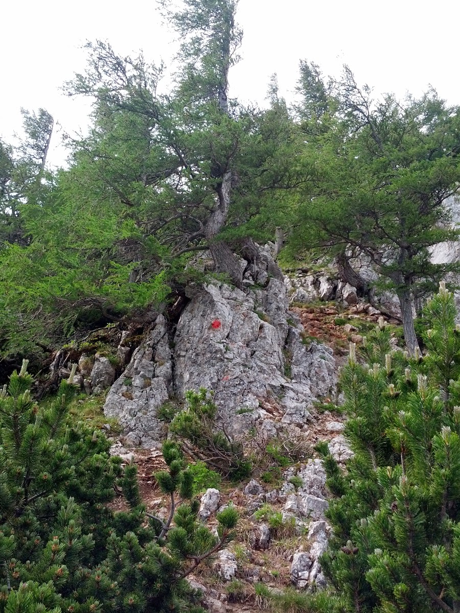 lh5.googleusercontent.com_-cyzkbowdg9u_ucwotzi84fi_aaaaaaaan5e_zd7pxxxlxiw_w900-h1200-no_img_20130622_090135.jpg lh5.googleusercontent.com_-cyzkbowdg9u_ucwotzi84fi_aaaaaaaan5e_zd7pxxxlxiw_w900-h1200-no_img_20130622_090135.jpg