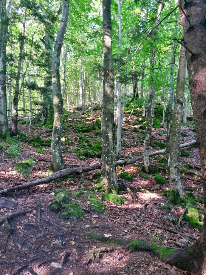 lh5.googleusercontent.com_-6-xjzustdce_u9zyhp3n6bi_aaaaaaaabea_1omrkaotcfg_w691-h921-no_20140802_083108_richtone_28hdr_29.jpg lh5.googleusercontent.com_-6-xjzustdce_u9zyhp3n6bi_aaaaaaaabea_1omrkaotcfg_w691-h921-no_20140802_083108_richtone_28hdr_29.jpg