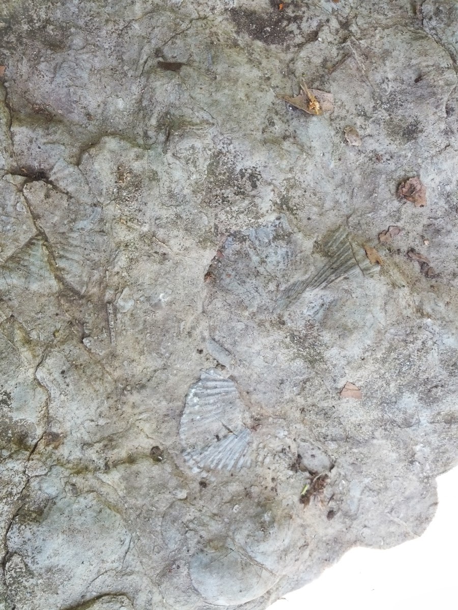 lh6.googleusercontent.com_-2vvkwqhx8yq_ueqw-cygwwi_aaaaaaaaohu_dlzpzt7hg0i_w900-h1200-no_img_20130720_103044.jpg lh6.googleusercontent.com_-2vvkwqhx8yq_ueqw-cygwwi_aaaaaaaaohu_dlzpzt7hg0i_w900-h1200-no_img_20130720_103044.jpg