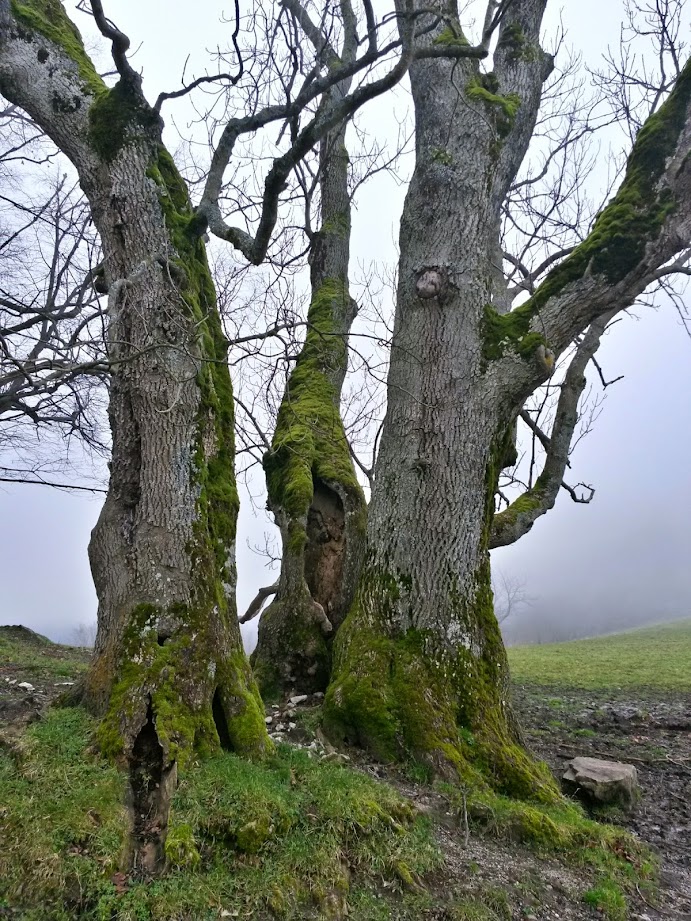 lh3.googleusercontent.com_-06v3ucdjhtq_vhoku4wmp3i_aaaaaaaafl0_gbgivdqjyly_w691-h921-no_20141129_105243_richtone_28hdr_29.jpg lh3.googleusercontent.com_-06v3ucdjhtq_vhoku4wmp3i_aaaaaaaafl0_gbgivdqjyly_w691-h921-no_20141129_105243_richtone_28hdr_29.jpg