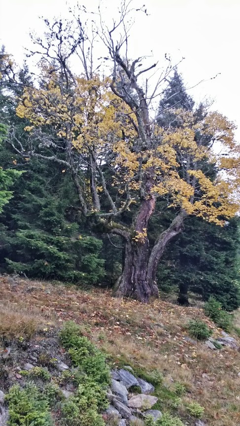 lh4.googleusercontent.com_-acbm2l4fxxu_ullmd26do7i_aaaaaaaarby_9tmozvqd_u8_w487-h866-no_20131012_112854_richtone_2528hdr_2529.jpg lh4.googleusercontent.com_-acbm2l4fxxu_ullmd26do7i_aaaaaaaarby_9tmozvqd_u8_w487-h866-no_20131012_112854_richtone_2528hdr_2529.jpg