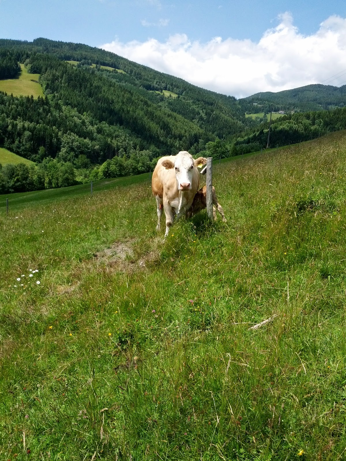 lh3.googleusercontent.com_-x_ilsqmng5o_udaxjousx5i_aaaaaaaaogw_go8nd_tffyc_w1200-h1600-no_img_20130630_114009.jpg lh3.googleusercontent.com_-x_ilsqmng5o_udaxjousx5i_aaaaaaaaogw_go8nd_tffyc_w1200-h1600-no_img_20130630_114009.jpg