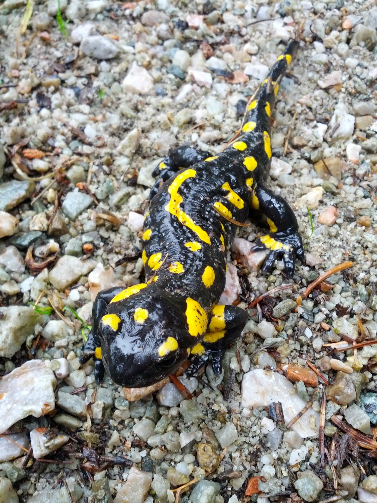 lh4.googleusercontent.com_-efubqhcgjay_udadv73ivdi_aaaaaaaaod8_ljhkdhrler4_w1200-h1600-no_img_20130630_090358.jpg lh4.googleusercontent.com_-efubqhcgjay_udadv73ivdi_aaaaaaaaod8_ljhkdhrler4_w1200-h1600-no_img_20130630_090358.jpg