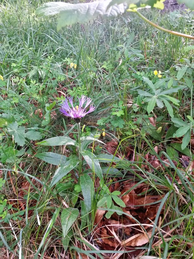 lh6.googleusercontent.com_-64rwlk4_720_u4cheyz0gti_aaaaaaaays0_z3a1w8esoro_w650-h866-no_20140524_104206_richtone_2528hdr_2529.jpg lh6.googleusercontent.com_-64rwlk4_720_u4cheyz0gti_aaaaaaaays0_z3a1w8esoro_w650-h866-no_20140524_104206_richtone_2528hdr_2529.jpg