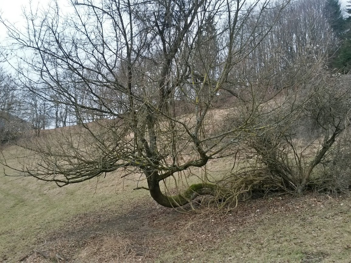 lh4.googleusercontent.com_-d8rd5rbs_lw_uv_cs6geogi_aaaaaaaavly_8py3zc_cfuk_w1155-h866-no_20140215_101103_richtone_2528hdr_2529.jpg lh4.googleusercontent.com_-d8rd5rbs_lw_uv_cs6geogi_aaaaaaaavly_8py3zc_cfuk_w1155-h866-no_20140215_101103_richtone_2528hdr_2529.jpg