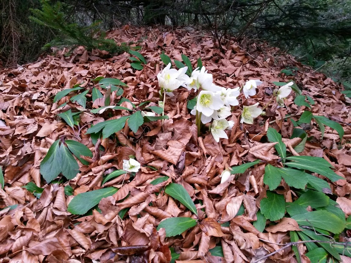 lh5.googleusercontent.com_-osoub-jzzne_uv_cmkc0qhi_aaaaaaaavm4_21wa73oeouy_w1155-h866-no_20140215_104442.jpg lh5.googleusercontent.com_-osoub-jzzne_uv_cmkc0qhi_aaaaaaaavm4_21wa73oeouy_w1155-h866-no_20140215_104442.jpg