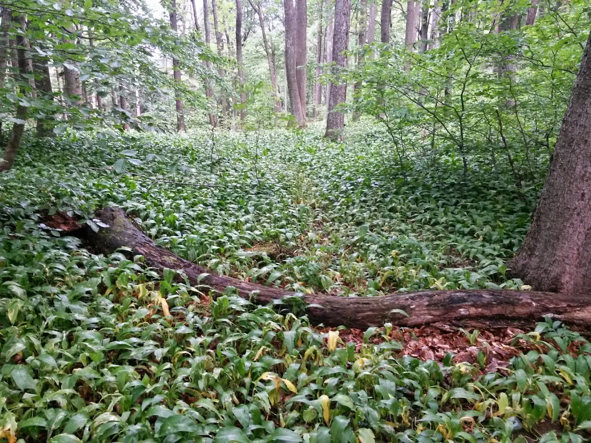 lh4.googleusercontent.com_-rux3sk6q_90_u4chqig2fni_aaaaaaaaytw_mexjbaebha4_w1155-h866-no_20140524_105503_richtone_2528hdr_2529.jpg lh4.googleusercontent.com_-rux3sk6q_90_u4chqig2fni_aaaaaaaaytw_mexjbaebha4_w1155-h866-no_20140524_105503_richtone_2528hdr_2529.jpg