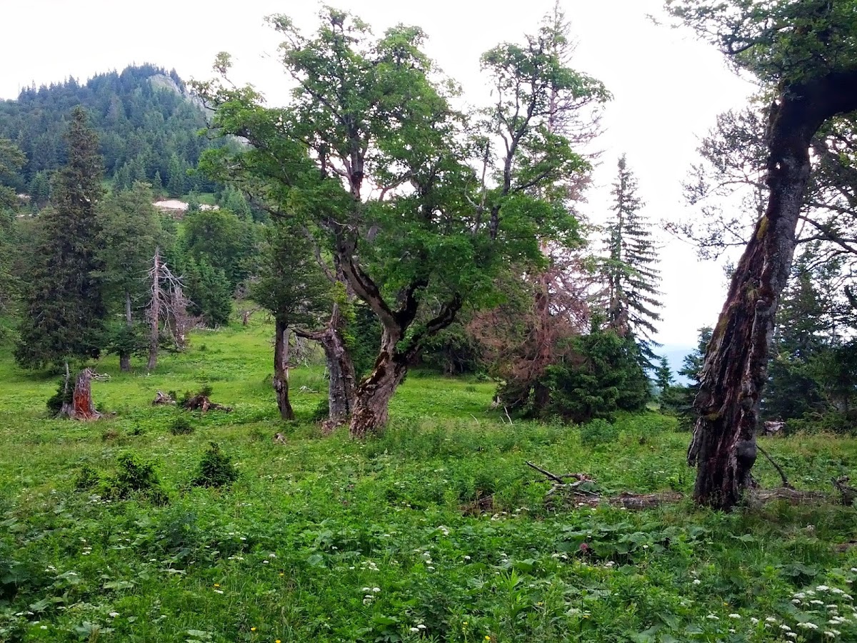 lh5.googleusercontent.com_-nd4xzs4s77y_uefgjznmdli_aaaaaaaaoyg_xhh8xxcni1e_w1200-h900-no_img_20130713_111029.jpg lh5.googleusercontent.com_-nd4xzs4s77y_uefgjznmdli_aaaaaaaaoyg_xhh8xxcni1e_w1200-h900-no_img_20130713_111029.jpg