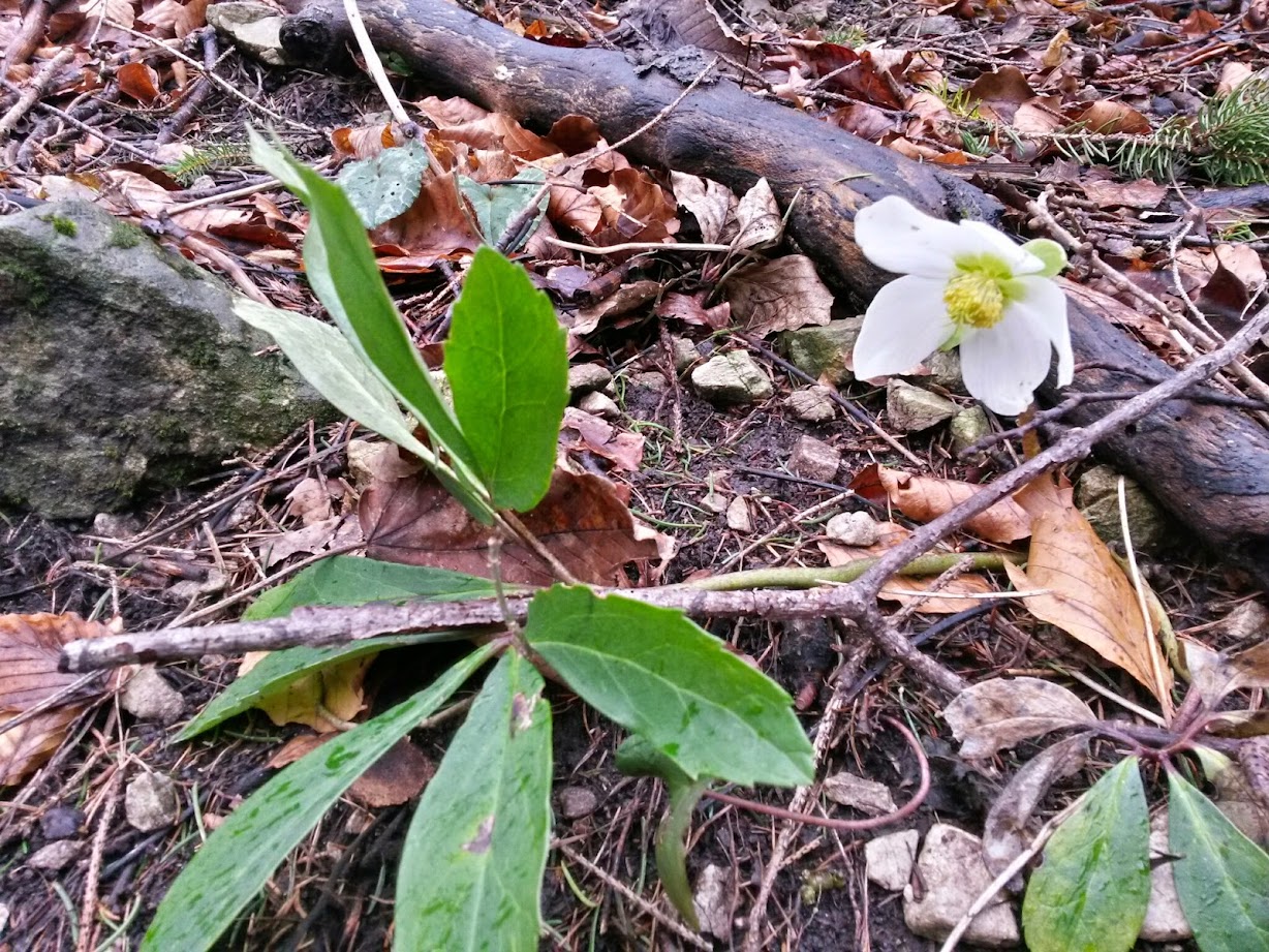 lh4.googleusercontent.com_-em1tagxlllk_vlenrd1485i_aaaaaaaag4i_rzuqls-wqrw_w1228-h921-no_20150110_105324_richtone_28hdr_29.jpg lh4.googleusercontent.com_-em1tagxlllk_vlenrd1485i_aaaaaaaag4i_rzuqls-wqrw_w1228-h921-no_20150110_105324_richtone_28hdr_29.jpg