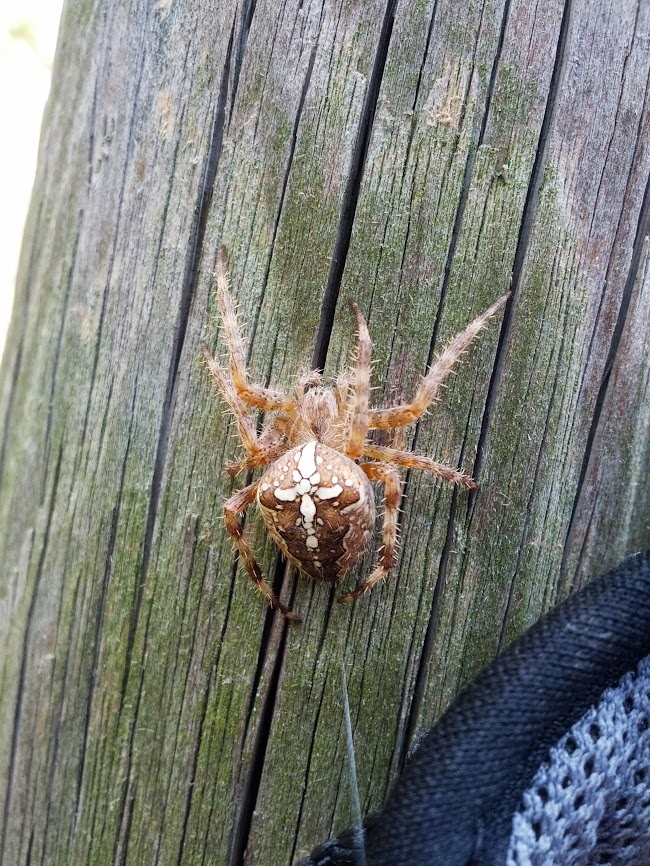 lh5.googleusercontent.com_-a8dj_9p1xfo_uiinfd9ui9i_aaaaaaaaqea_bdfhq0ucxp4_w650-h866-no_img_20130831_154929.jpg lh5.googleusercontent.com_-a8dj_9p1xfo_uiinfd9ui9i_aaaaaaaaqea_bdfhq0ucxp4_w650-h866-no_img_20130831_154929.jpg