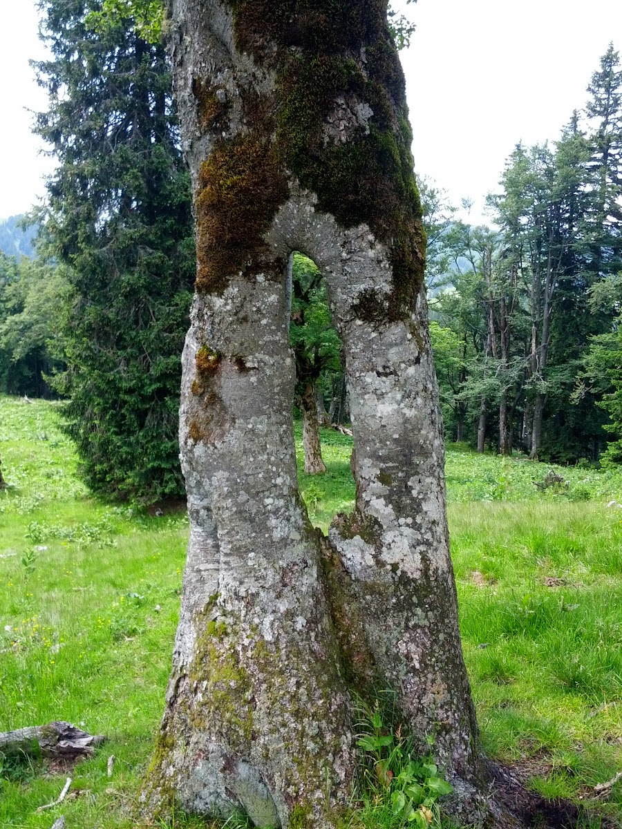 lh6.googleusercontent.com_-kitbe3y-brq_uefg4pm65bi_aaaaaaaaoy4_i2iwexazxcw_w900-h1200-no_img_20130713_112847.jpg lh6.googleusercontent.com_-kitbe3y-brq_uefg4pm65bi_aaaaaaaaoy4_i2iwexazxcw_w900-h1200-no_img_20130713_112847.jpg