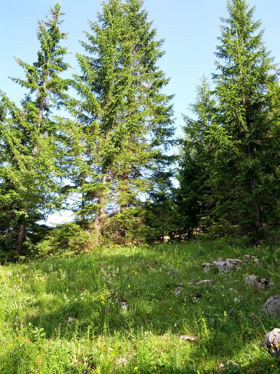 lh4.googleusercontent.com_-oapx8o0h4po_ueqvqkaxfai_aaaaaaaaofq_rkup1co-pbo_w900-h1200-no_img_20130720_085838.jpg lh4.googleusercontent.com_-oapx8o0h4po_ueqvqkaxfai_aaaaaaaaofq_rkup1co-pbo_w900-h1200-no_img_20130720_085838.jpg