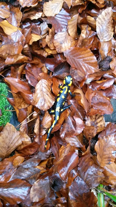 lh4.googleusercontent.com_-rqera4vxnrs_upcr9bcmeqi_aaaaaaaasje_8ktekbpbhhq_w487-h866-no_20131123_112745_richtone_2528hdr_2529.jpg lh4.googleusercontent.com_-rqera4vxnrs_upcr9bcmeqi_aaaaaaaasje_8ktekbpbhhq_w487-h866-no_20131123_112745_richtone_2528hdr_2529.jpg