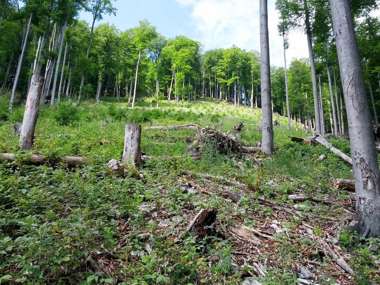 lh3.googleusercontent.com_-qrdninlpvqy_ueqxieusufi_aaaaaaaaohg_5imjf-mg-5k_w1600-h1200-no_img_20130720_104107.jpg lh3.googleusercontent.com_-qrdninlpvqy_ueqxieusufi_aaaaaaaaohg_5imjf-mg-5k_w1600-h1200-no_img_20130720_104107.jpg